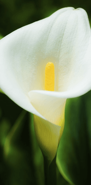 Fleur calla
